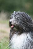TERRIER DU TIBET 326